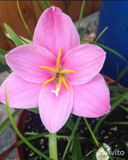 Зефирантес розовый, белый, валотта