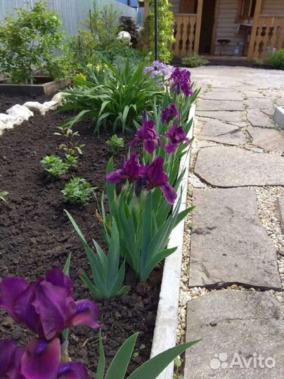 Карликовые ирисы