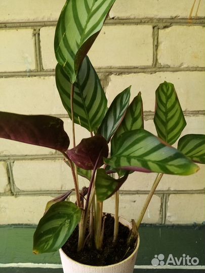 Ктенанта оппенгейма