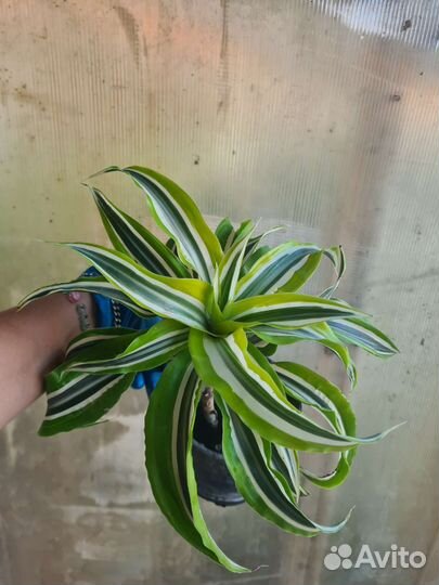 Папоротник,аспидистра, ктенанта,драцена