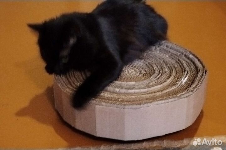 Когтеточка