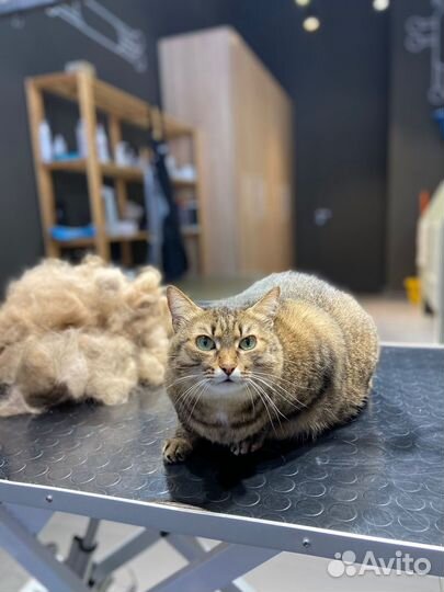 Груминг кошек