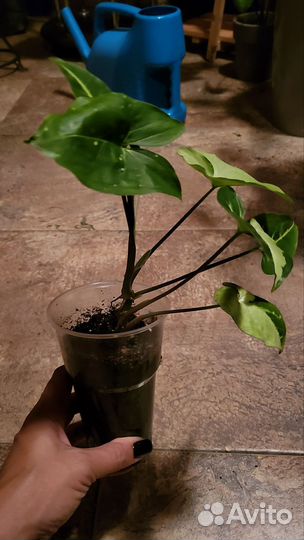 Сингониум панда вайт