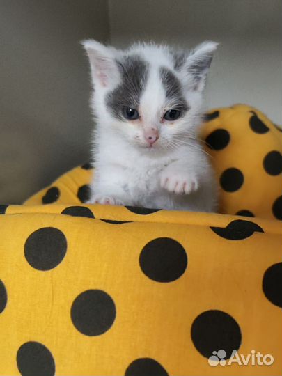 Котенок