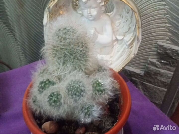 Кактусы и суккуленты