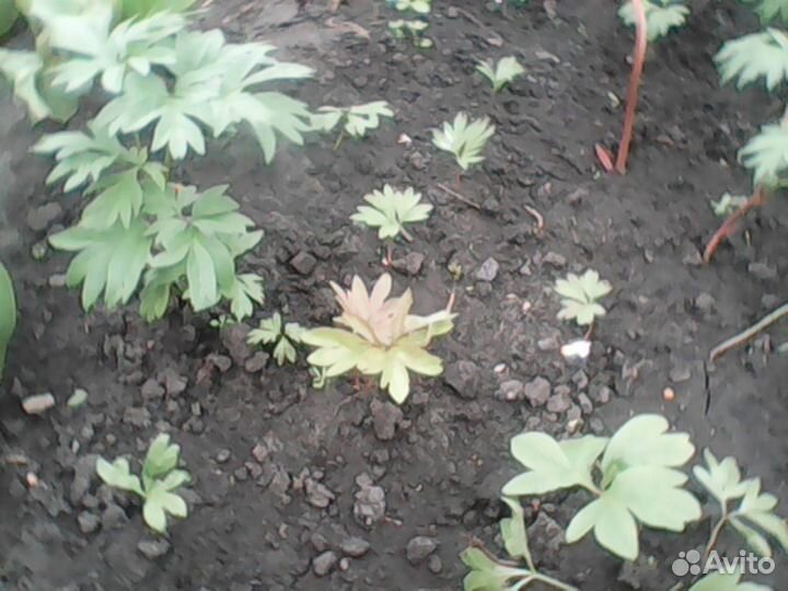 Саженцы.Пион марьин корень