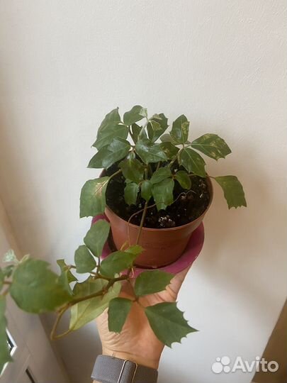 Циссус березка