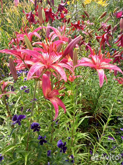 Редкие растения для сада