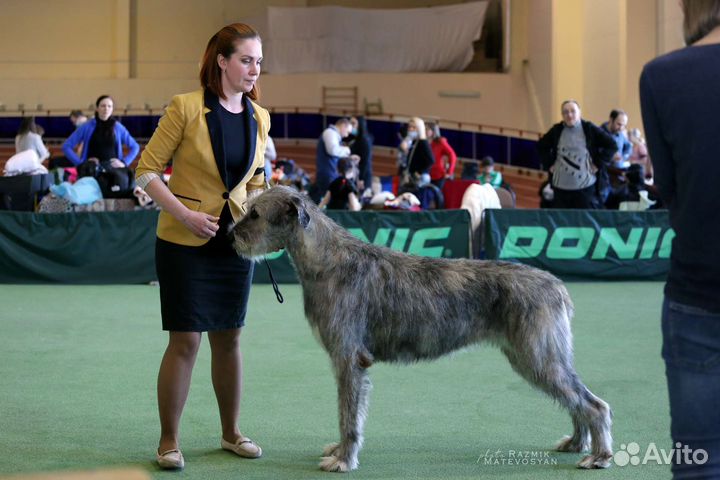 Щенки Ирландского Волкодава