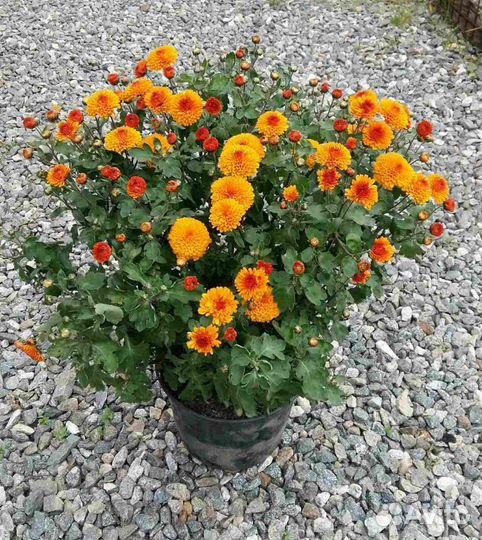 Хризантемы