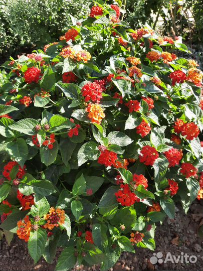 Лантана.Бальзамин