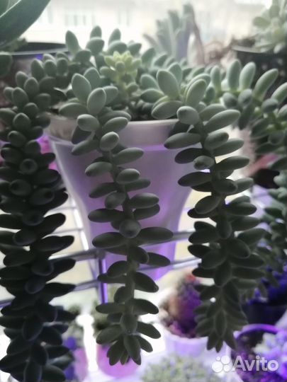 Суккуленты