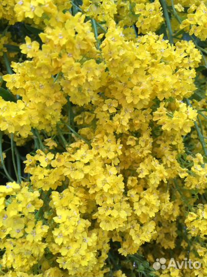 Многолетники