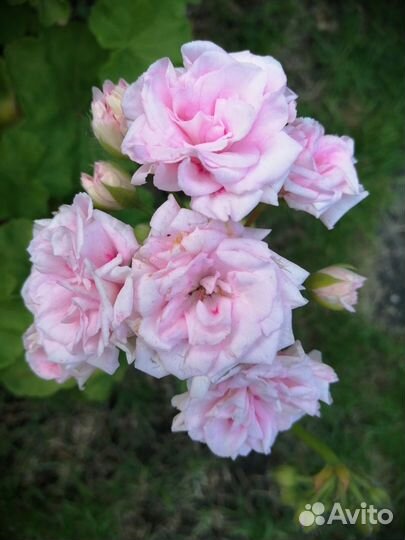 Пеларгония герань