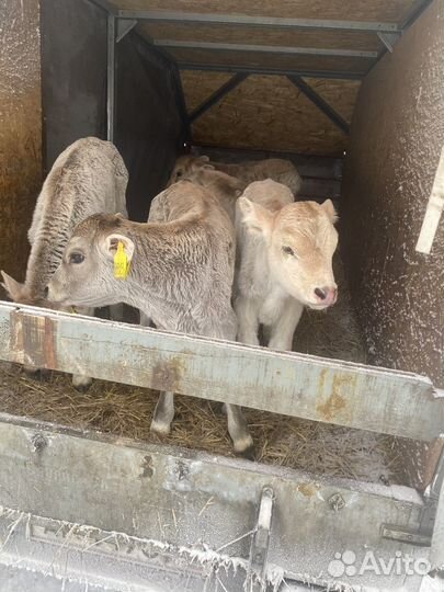 Телята породы сементал