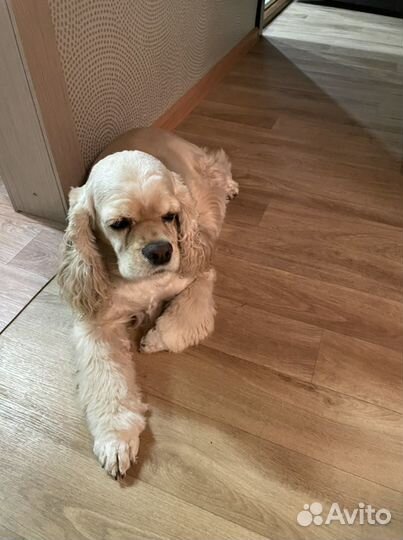 Передержка собак и кошек