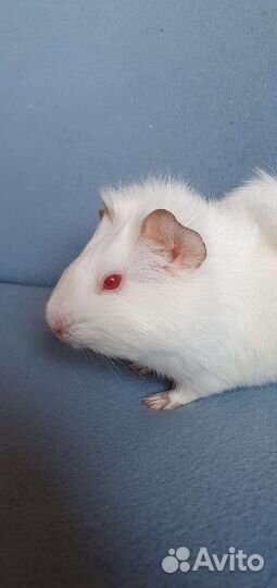 Морская свинка