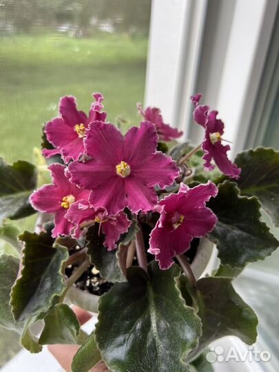 Фиалка (детки)