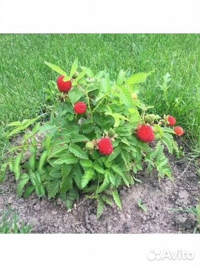 Малина Норвежская