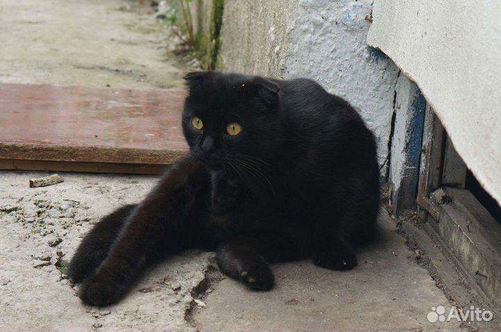 Вислоухие тоже бывают бездомными