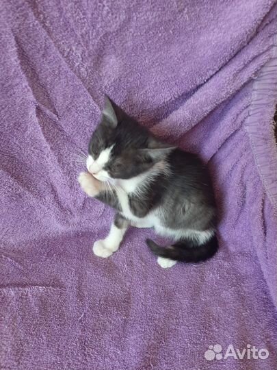 Котенок-коша 2,5 месяца - в добрые руки