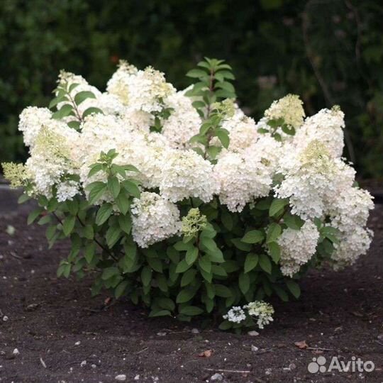 Гортензия метельчатая бобо, низкорослая