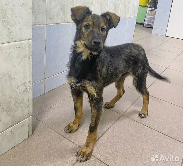 Привитая Рея, щенок, девочка, 4 мес в хорошие руки