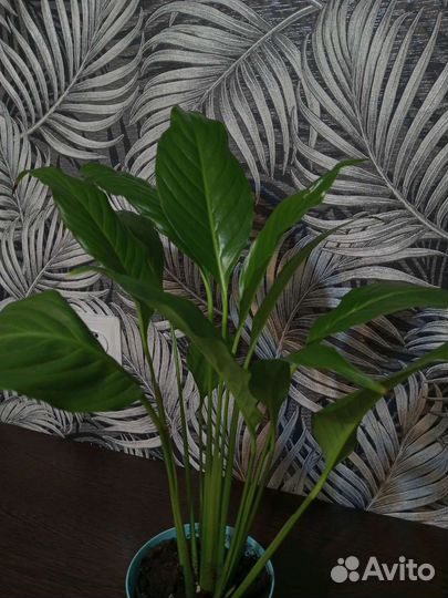 Спатифиллум