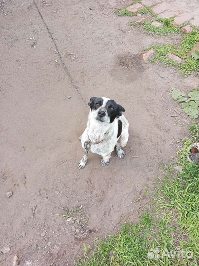 Двортерьер