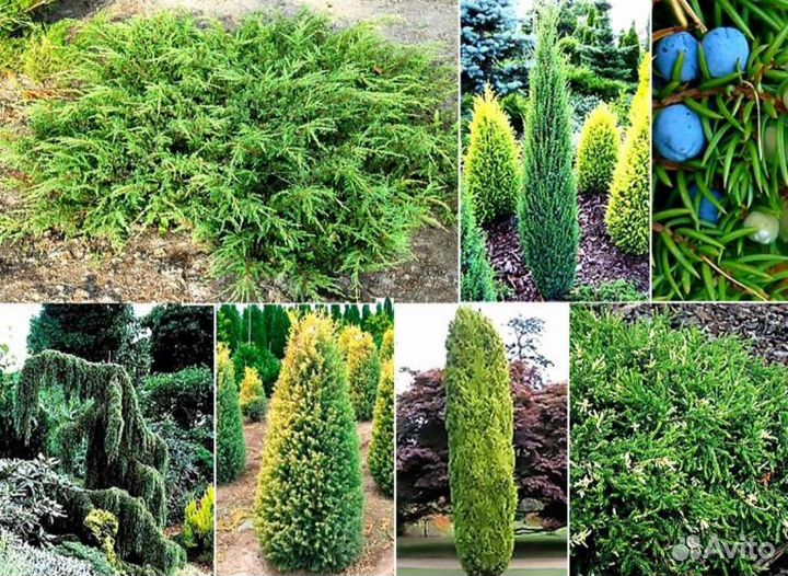 Можжевельники разных сортов голубые зелёные