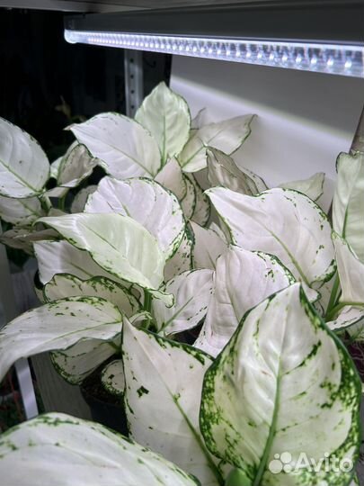 Аглаонема Вайт Джой. Комнатное растение