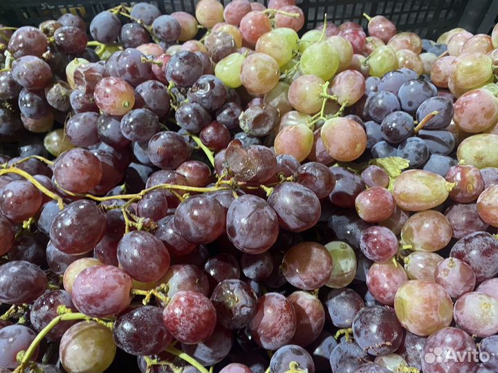 Виноград
