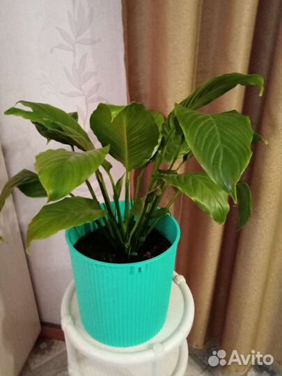 Спатифиллум