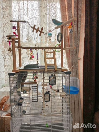 Волнистый попугай ручной