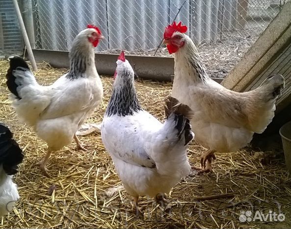 Продам петуха
