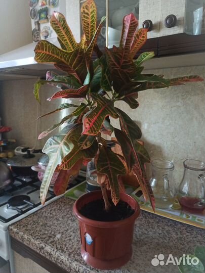 Кротон цветок