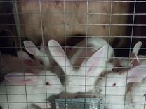 Кролик породы паннон