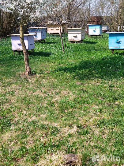 Улей с пчёлами