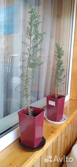 Кипарис южный 43 и 57см
