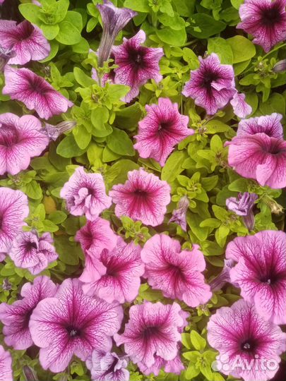 Рассада цветов