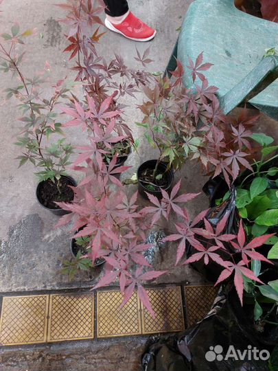 Клён красный