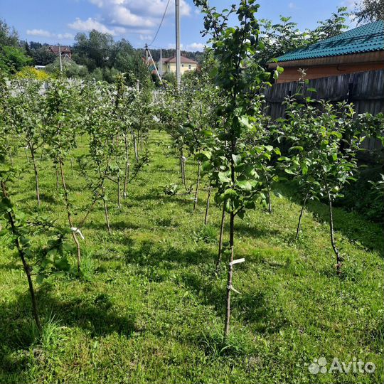 Яблоня Министр Киселёв