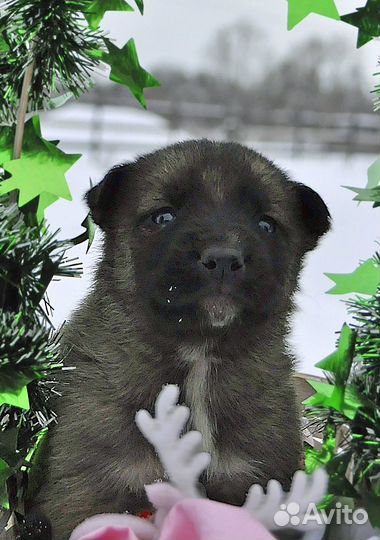 Щенки метисы крупные