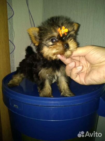 Йоркширский терьер