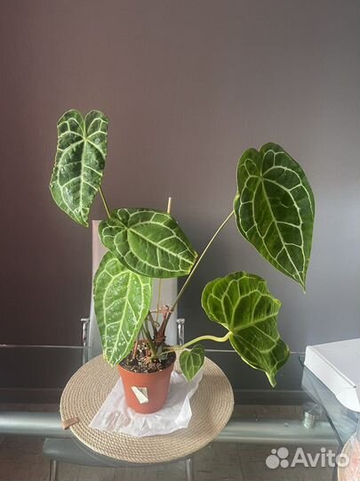 Антуриум кристаллинум