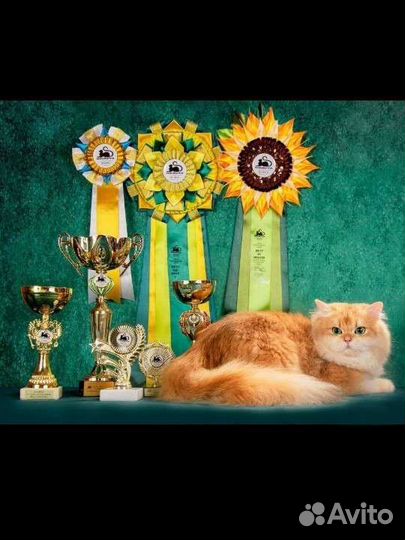 Котенок британская золотая шиншилла