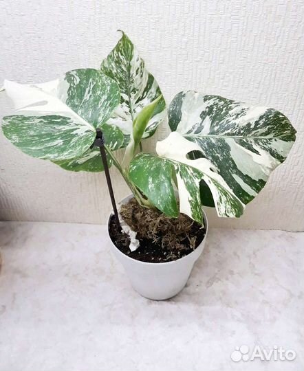 Монстера Альба