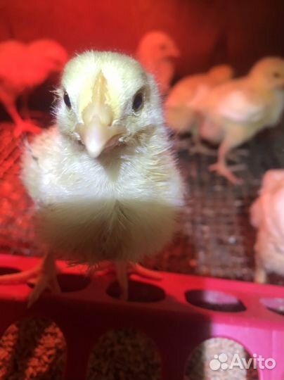 Цыплята бройлеры Кобб 500 и Голошейка