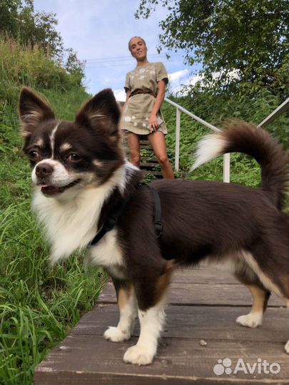 Чихуахуа мальчик вязка