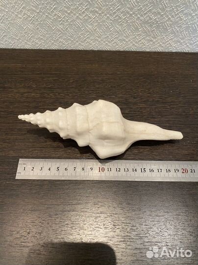 Раковины и морские звезды